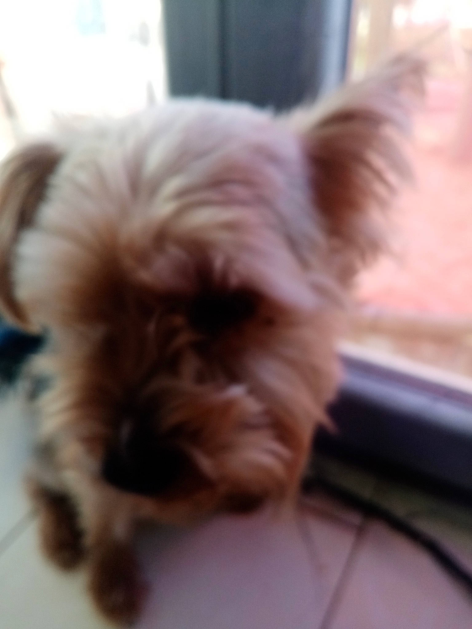 Oki a rejoint le concours — aidez-le/la à gagner de superbes lots ! biewer_terrier, canidae, carnivore, companion_dog, dog, dog_breed, dog_supply, ear, fawn, fur, liver, maltepoo, puppy, small_terrier, snout, sporting_group, terrier, toy_dog, windshield, working_animal