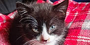 Nox is registered to the contest to win money with this photo: animal, black_and_white, blanket, cat, closeup, cozy, cute, domestic, feline, fur, indoor, kitten, pet, plaid, portrait, resting, small, soft, whiskers, young