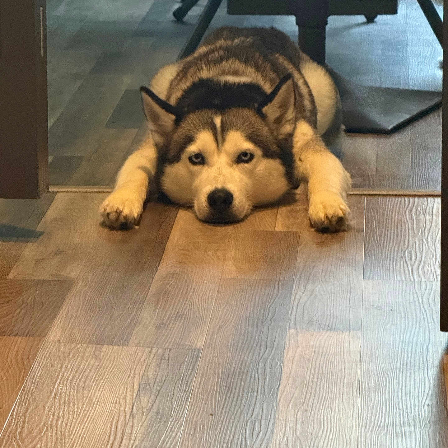 Lola joined the competition — help win amazing prizes! animal, calm, canine, companion, cute, dog, domestic_animal, flooring, furniture, household, husky, indoor, looking, lying_down, paws, pet, portrait, relaxed, resting, wooden_floor