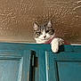 Mochi joined the competition — help win amazing prizes! cat, curious, cabinet, teal, wood, paw, indoor, pet, feline, looking, texture, ceiling, fur, whiskers, ears, home, animal, cute, domestic, relaxed