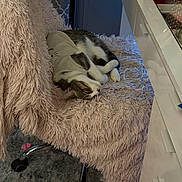 Mochi is registered to the contest to win money with this photo: cat, sleeping, chair, fluffy, blanket, shirt, indoor, furniture, vanity, rug, cozy, pet, resting, white, gray, comfort, cute, domestic, home, relax