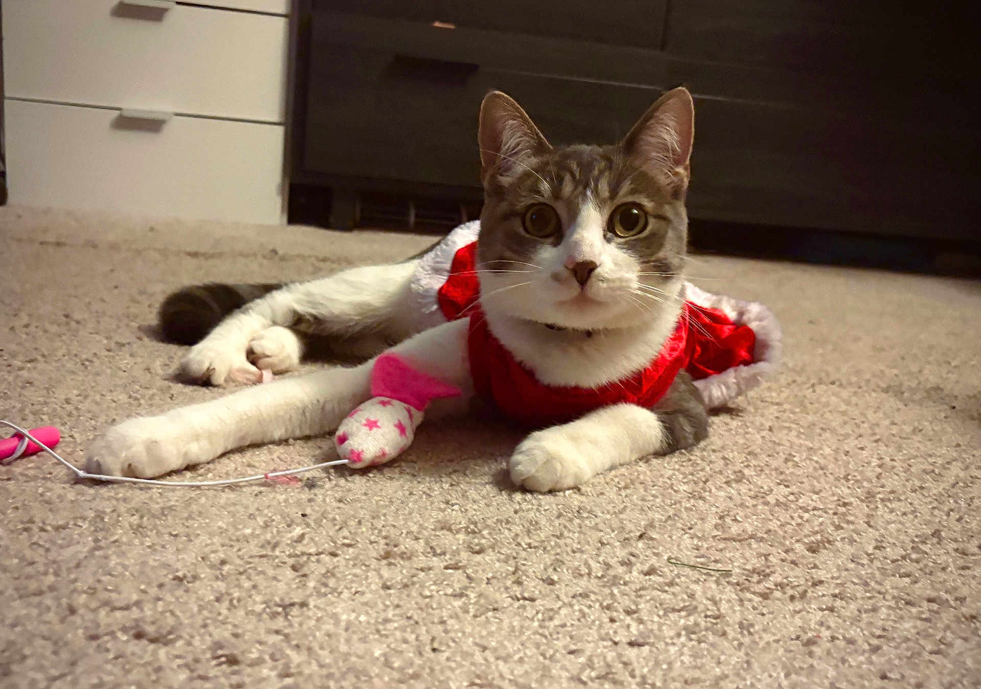 Mochi joined the competition — help win amazing prizes! cat, pet, animal, indoor, carpet, toy, mouse_toy, red_clothing, festive, cute, whiskers, ears, paws, fur, domestic_cat, playful, lying_down, curious, home, mammal