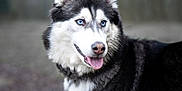 Romy a rejoint le concours — aidez-le/la à gagner de superbes lots ! alert, animal, black_and_white, blue_eyes, canine, dog, fluffy_fur, forest, fur, happy, mammal, nature, outdoor, pet, portrait, siberian_husky, standing, tongue_out, walking, winter