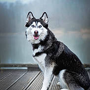 Romy a rejoint le concours — aidez-le/la à gagner de superbes lots ! dog, siberian_husky, blue_eyes, sitting, wooden_dock, outdoor, lake, mist, fur, canine, pet, animal, portrait, nature, happy, tongue_out, black_and_white, fluffy, ears, quiet
