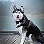 dog, siberian_husky, blue_eyes, sitting, wooden_dock, outdoor, lake, mist, fur, canine, pet, animal, portrait, nature, happy, tongue_out, black_and_white, fluffy, ears, quiet