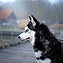 dog, siberian_husky, animal, pet, outdoor, portrait, blue_eyes, fur, canine, nature, wooden_dock, side_view, looking_away, muzzle, ears, black_and_white, furry, calm, daylight, background_blur