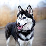 Romy participe au concours pour gagner de l'argent avec cette photo : dog, siberian_husky, blue_eyes, tongue_out, black_and_white, fluffy_coat, outdoor, wooden_deck, pet, canine, animal, mammal, portrait, standing, nature, blurred_background, friendly, alert, cute, fur