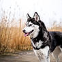 dog, siberian_husky, blue_eyes, tongue_out, black_and_white_fur, standing, wooden_boardwalk, outdoor, nature, grass, dry_grass, animal, pet, canine, fur, portrait, daylight, muzzle, ears, side_view