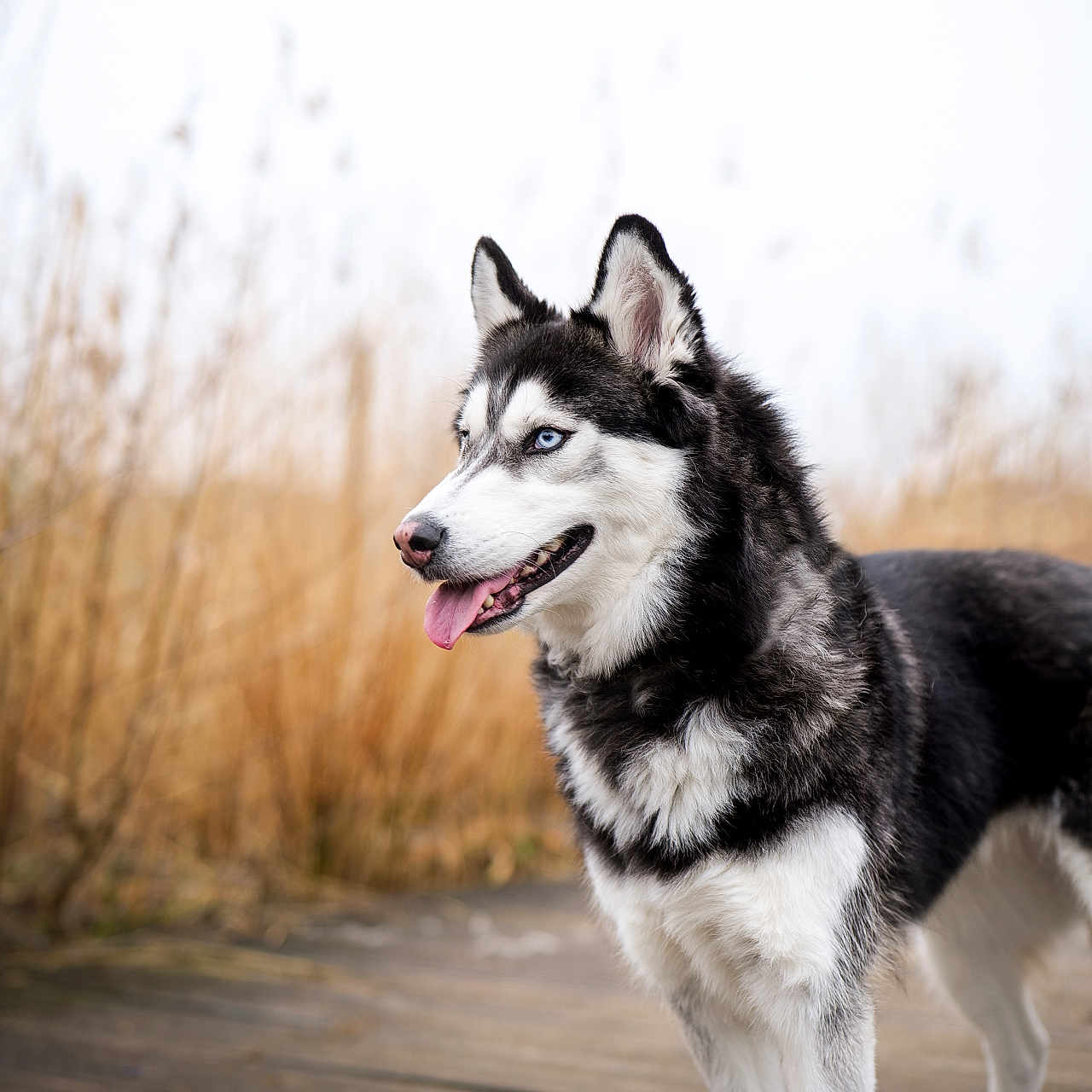 Romy participe au concours pour gagner de l'argent avec cette photo : animal, black_and_white_fur, blue_eyes, canine, daylight, dog, dry_grass, ears, fur, grass, muzzle, nature, outdoor, pet, portrait, siberian_husky, side_view, standing, tongue_out, wooden_boardwalk