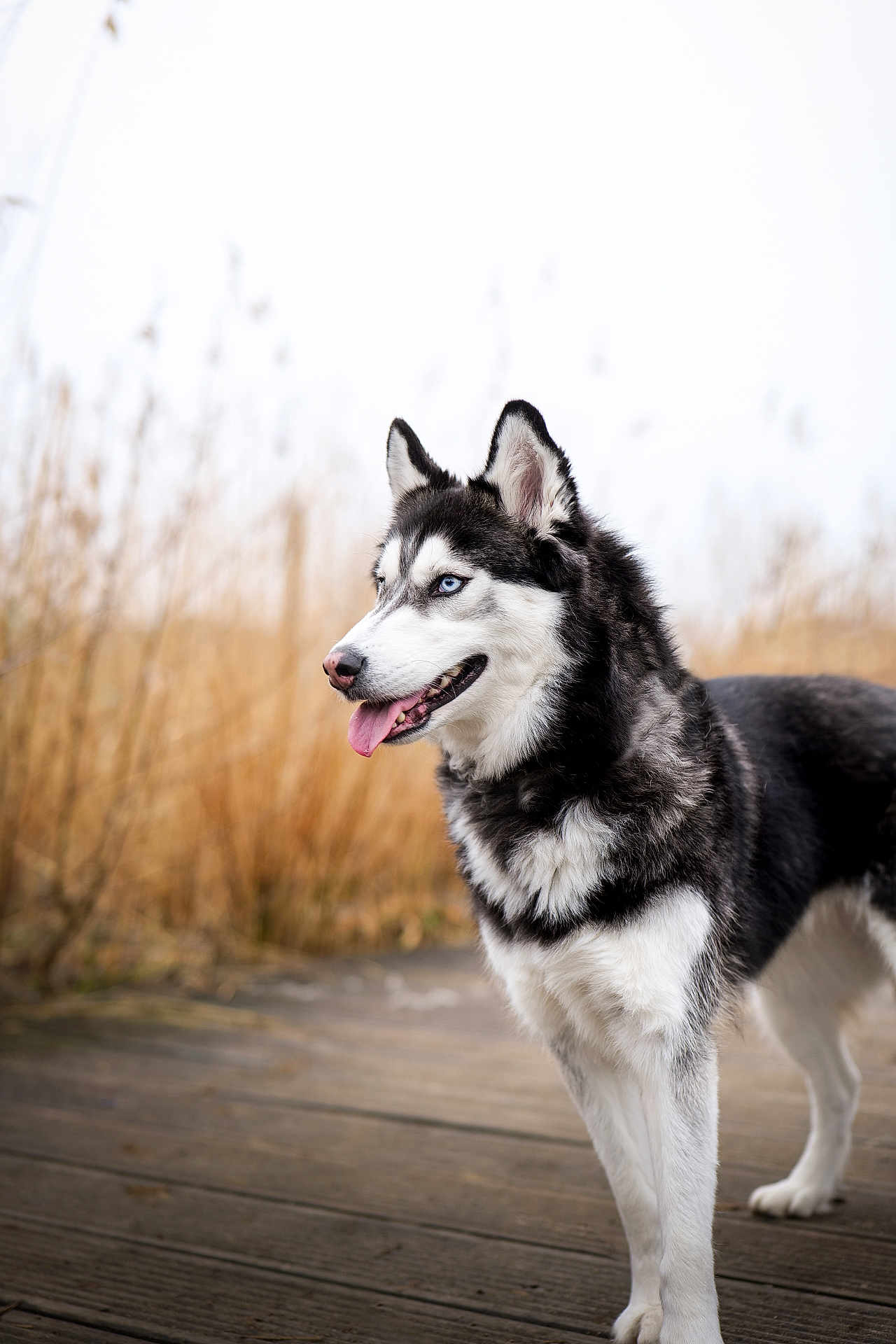 Romy participe au concours pour gagner de l'argent avec cette photo : dog, siberian_husky, blue_eyes, tongue_out, black_and_white_fur, standing, wooden_boardwalk, outdoor, nature, grass, dry_grass, animal, pet, canine, fur, portrait, daylight, muzzle, ears, side_view