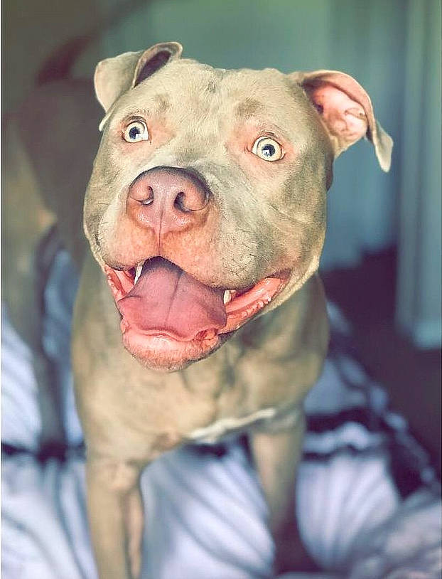 Buttercup joined the competition — help win amazing prizes! canidae, carnivore, companion_dog, dog, dog_breed, fawn, fur, hunting_dog, liver, non_sporting_group, snout, sporting_group, terrestrial_animal, whiskers, working_animal, wrinkle