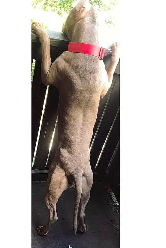 Buttercup is registered to the contest to win money with this photo: carnivore, companion_dog, dog, dog_breed, elbow, fashion_accessory, fawn, fur, gesture, human_leg, knee, liver, magenta, sleeve, snout, sporting_group, tail, terrestrial_animal, thigh, working_animal