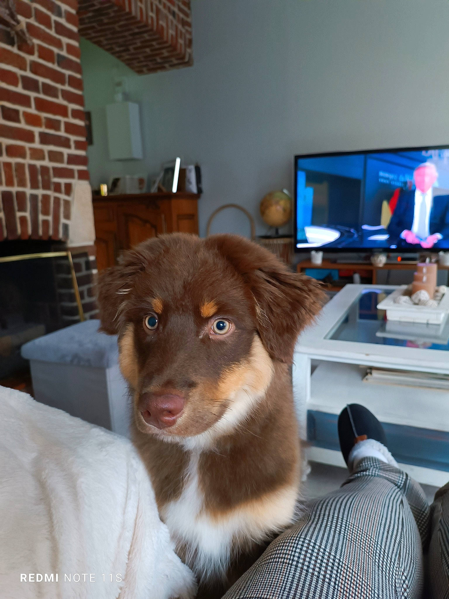 Usko participe au concours pour gagner de l'argent avec cette photo : brick, brickwork, canidae, carnivore, chair, companion_dog, dog, dog_breed, fawn, felidae, flooring, fur, liver, picture_frame, scotch_collie, small_to_medium_sized_cats, sporting_group, whiskers, wood, working_animal