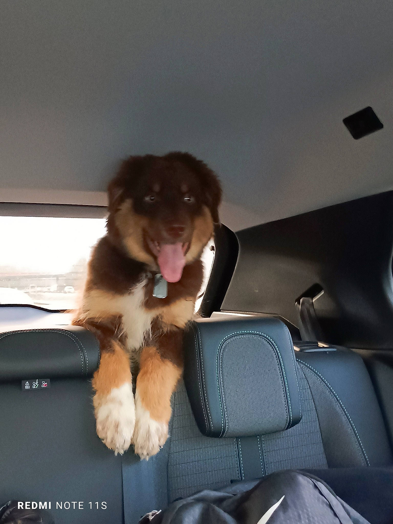 Usko a rejoint le concours — aidez-le/la à gagner de superbes lots ! automotive_exterior, automotive_window_part, car_seat, car_seat_cover, carnivore, comfort, companion_dog, dog, dog_breed, family_car, fur, head_restraint, liver, luxury_vehicle, personal_luxury_car, sporting_group, tints_and_shades, vehicle, vehicle_door, windshield