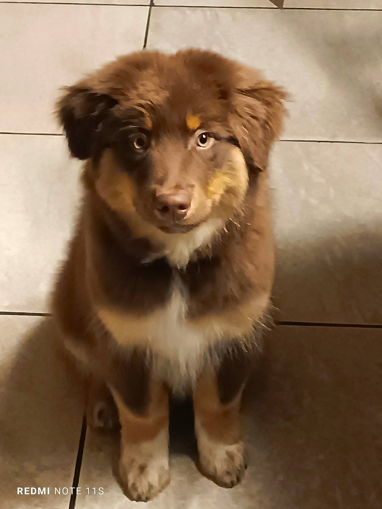 Usko a rejoint le concours — aidez-le/la à gagner de superbes lots ! ancient_dog_breeds, canidae, carnivore, companion_dog, dog, dog_breed, fawn, fur, liver, paw, puppy, sporting_group, street_dog, terrestrial_animal, whiskers, working_animal, working_dog