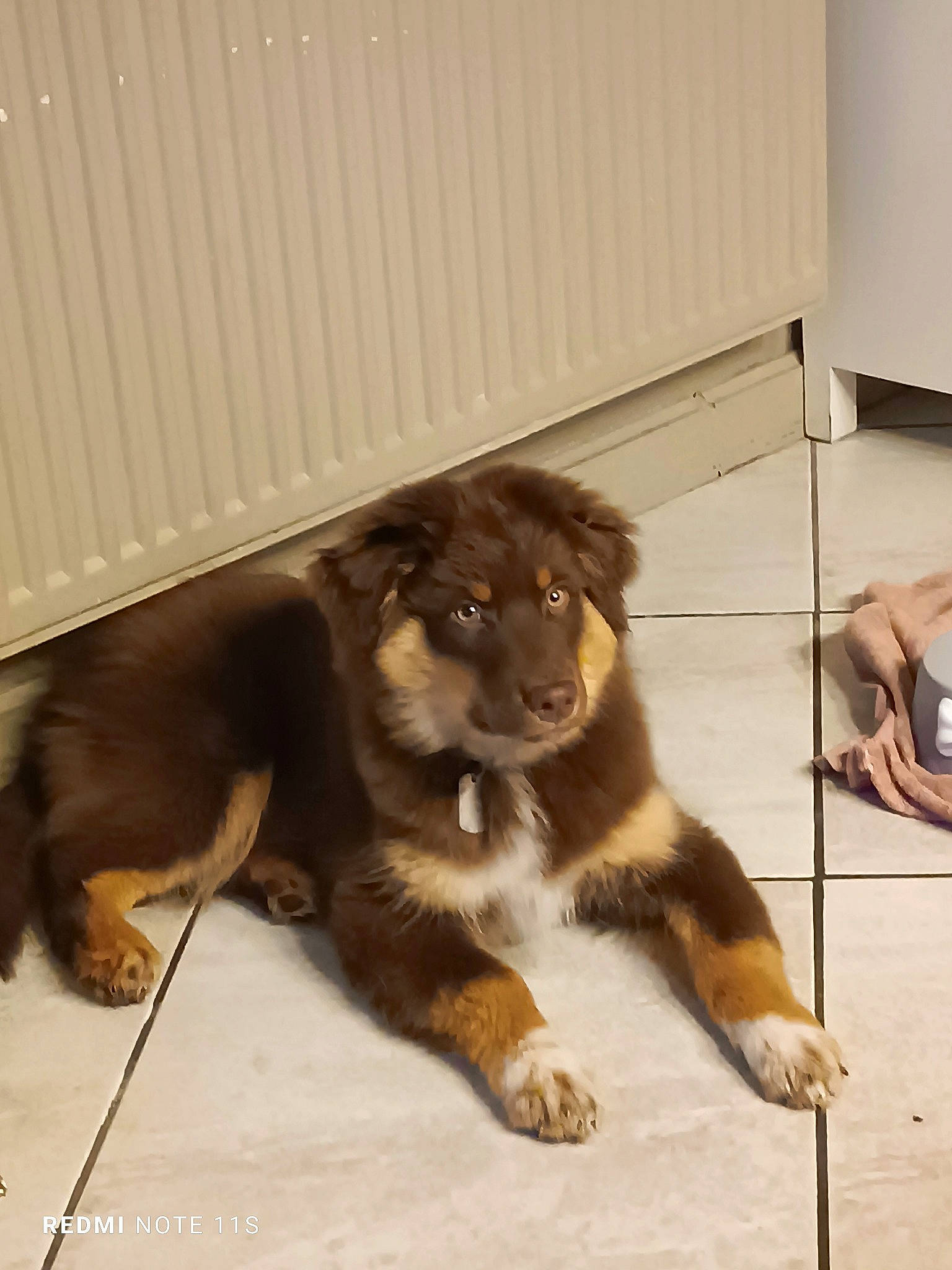 Usko participe au concours pour gagner de l'argent avec cette photo : art, canidae, carnivore, companion_dog, dog, dog_breed, fawn, flooring, fur, hardwood, herding_dog, liver, paw, scotch_collie, snout, sporting_group, tail, terrestrial_animal, wood, working_animal