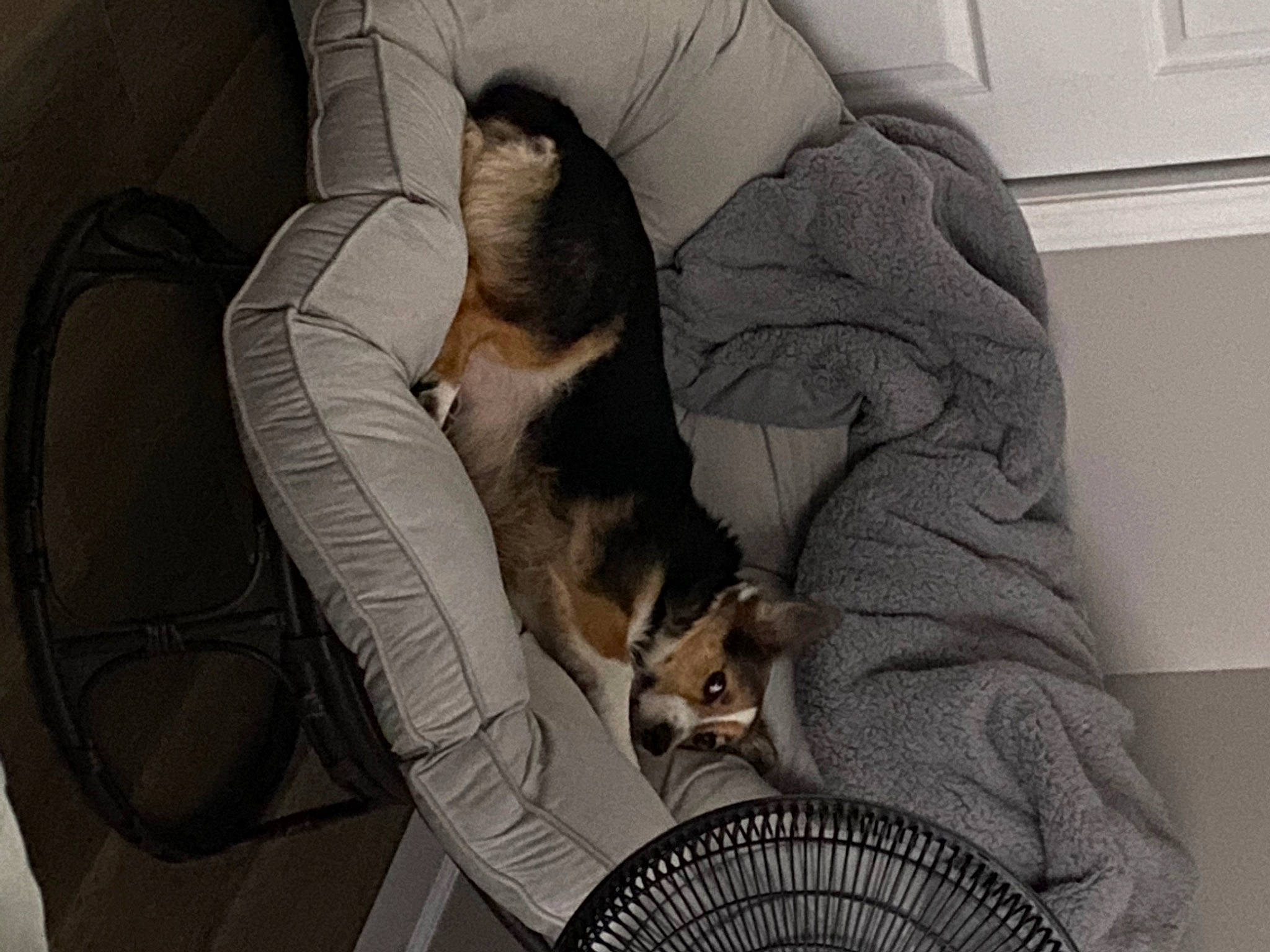 Rex joined the competition — help win amazing prizes! automotive_tire, canidae, carnivore, comfort, companion_dog, couch, dog, dog_breed, electric_fan, fawn, fur, mechanical_fan, nap, pet_supply, scent_hound, sporting_group, tail, toy_dog, working_animal