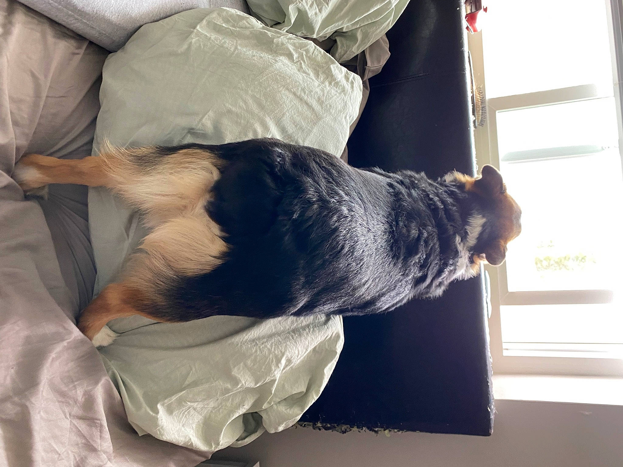 Rex is registered to the contest to win money with this photo: canidae, carnivore, comfort, companion_dog, dog, dog_breed, elbow, felidae, fur, gesture, human_leg, linens, room, sleeve, small_to_medium_sized_cats, snout, sporting_group, tail, whiskers, wrist