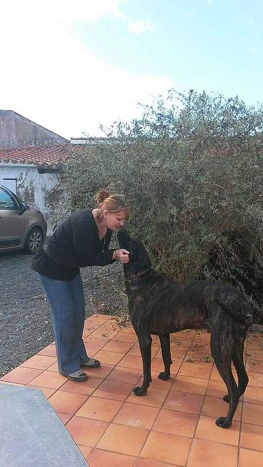 Genzo a rejoint le concours — aidez-le/la à gagner de superbes lots ! cane_corso, canidae, carnivore, dog, dog_breed, dog_walking, guard_dog, hunting_dog, mammal, sporting_group, vertebrate