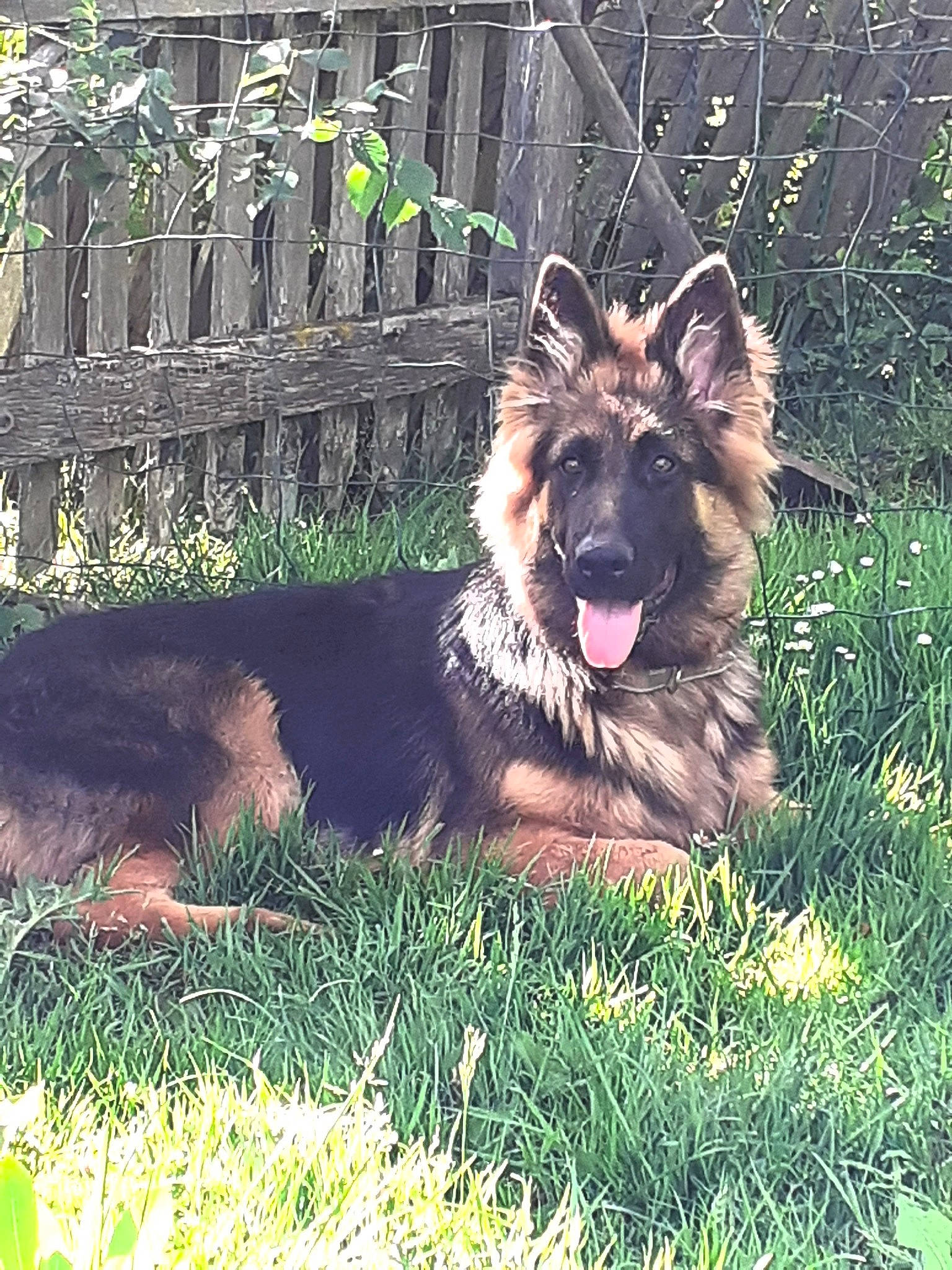 Peche participe au concours pour gagner de l'argent avec cette photo : belgian_shepherd_malinois, bohemian_shepherd, canidae, carnivore, dog, dog_breed, east_european_shepherd, german_shepherd_dog, herding_dog, king_shepherd, kunming_wolfdog, mammal, old_german_shepherd_dog, police_dog, rare_breed_dog, shiloh_shepherd_dog, vertebrate