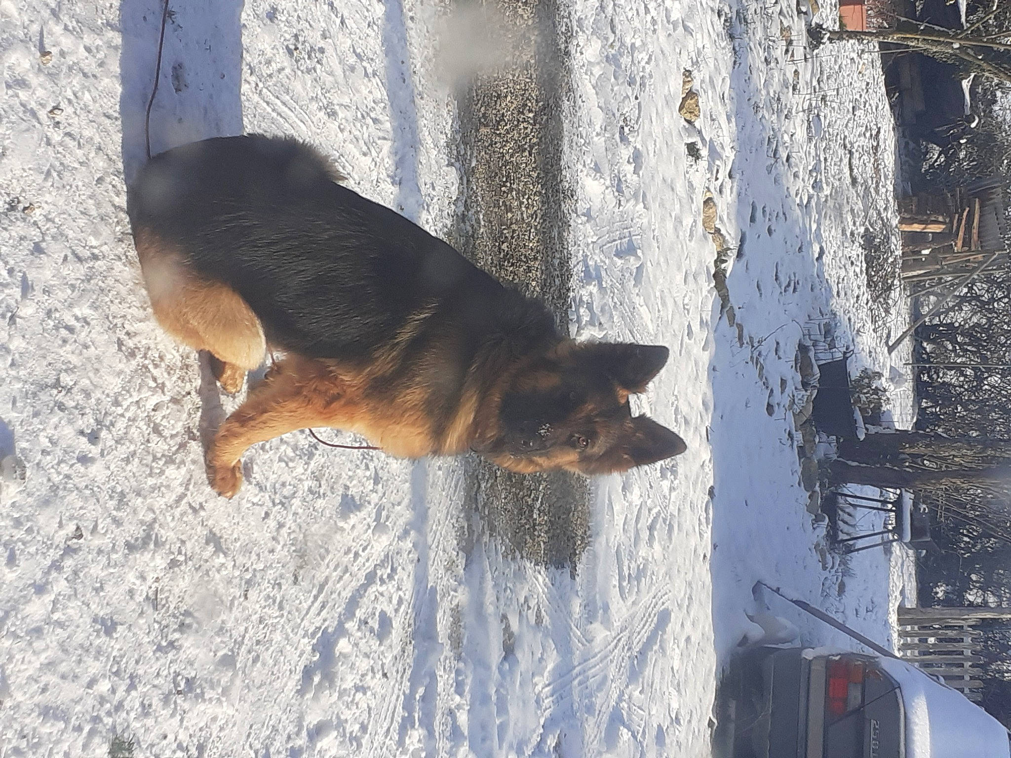 Peche participe au concours pour gagner de l'argent avec cette photo : canidae, carnivore, dog, dog_breed, door, fawn, freezing, fur, guard_dog, shadow, snout, snow, sporting_group, tail, vehicle, wildlife, window, winter, wood, working_dog