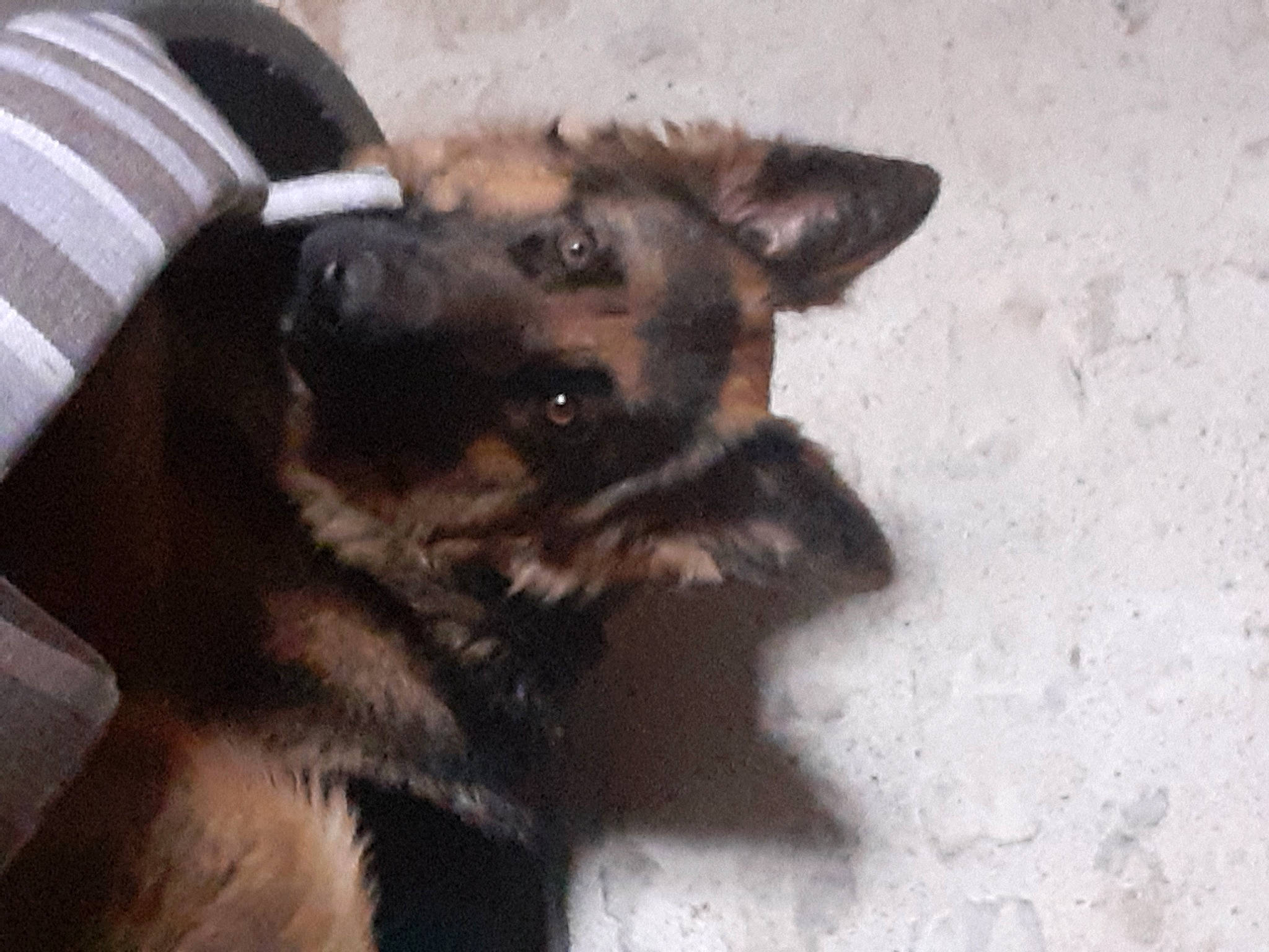 Peche a rejoint le concours — aidez-le/la à gagner de superbes lots ! canidae, carnivore, comfort, companion_dog, dog, dog_breed, ear, east_european_shepherd, fawn, fur, german_shepherd_dog, king_shepherd, old_german_shepherd_dog, paw, snout, sporting_group, terrestrial_animal, toy_dog, working_animal, working_dog