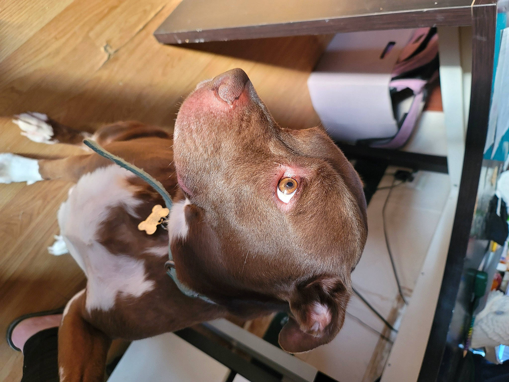 Chico is registered to the contest to win money with this photo: canidae, carnivore, collar, dog, dog_breed, ear, fawn, hardwood, liver, non_sporting_group, sporting_group, whiskers, wood, working_animal, wrinkle