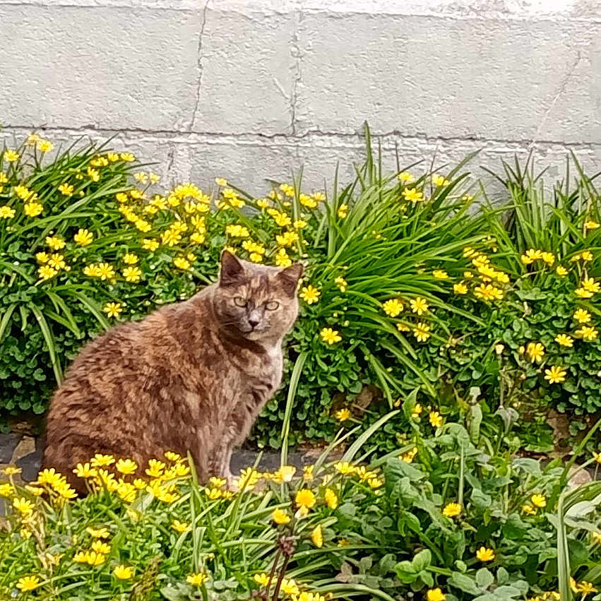 Mimi