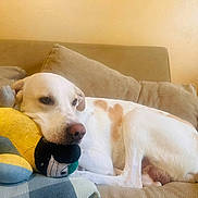 Rocco participe au concours pour gagner de l'argent avec cette photo : dog, plush_toy, couch, beige, resting, indoor, pet, animal, relaxed, stuffed_animal, comfort, home, fur, white, tan, snout, ears, pillow, laying, cozy