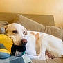 dog, plush_toy, couch, beige, resting, indoor, pet, animal, relaxed, stuffed_animal, comfort, home, fur, white, tan, snout, ears, pillow, laying, cozy