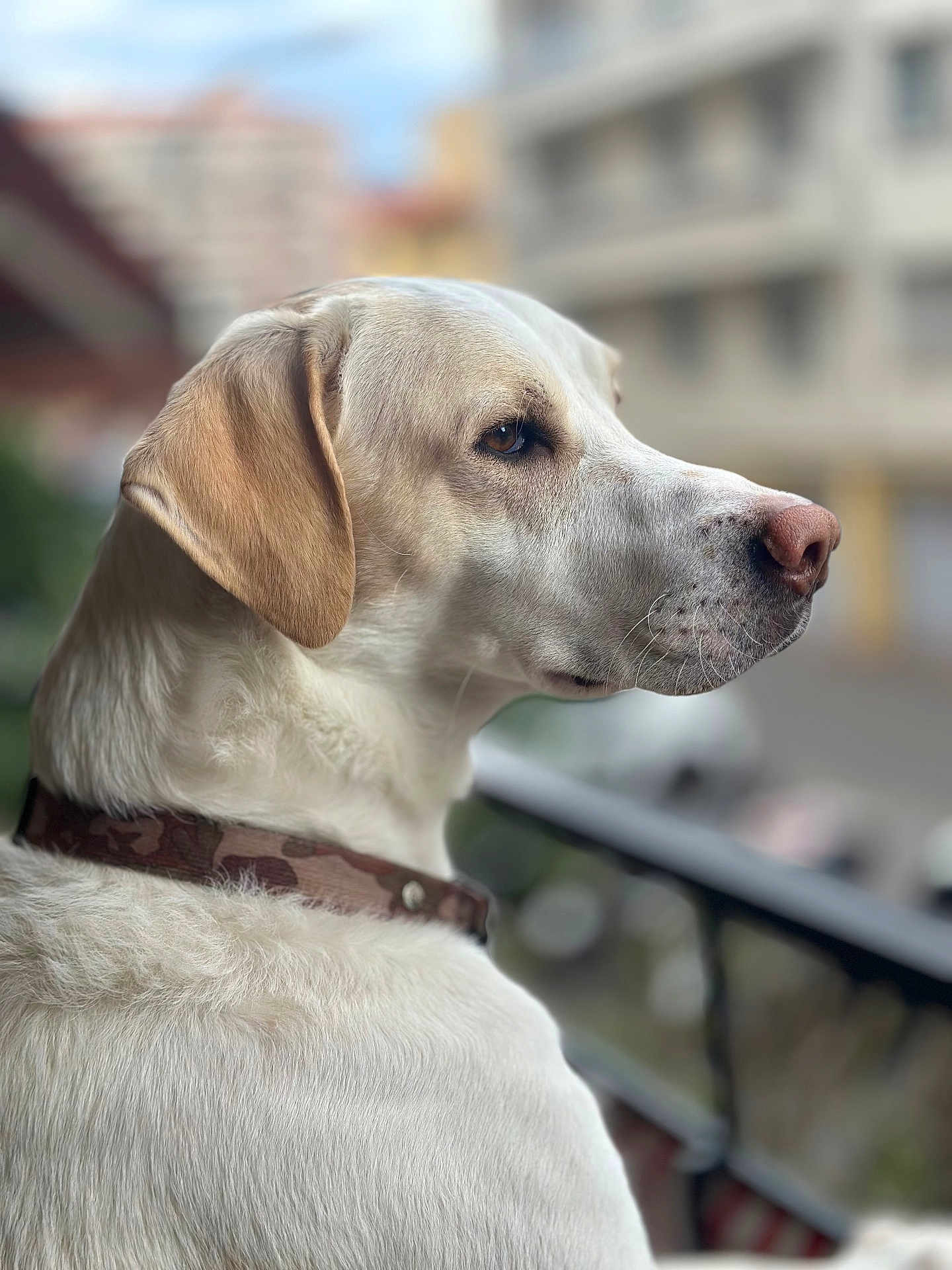 Rocco participe au concours pour gagner de l'argent avec cette photo : dog, white_dog, pet, animal, outdoor, collar, close_up, portrait, canine, fur, ears, snout, side_view, watching, calm, daylight, urban, background_blur, mammal, looking_away