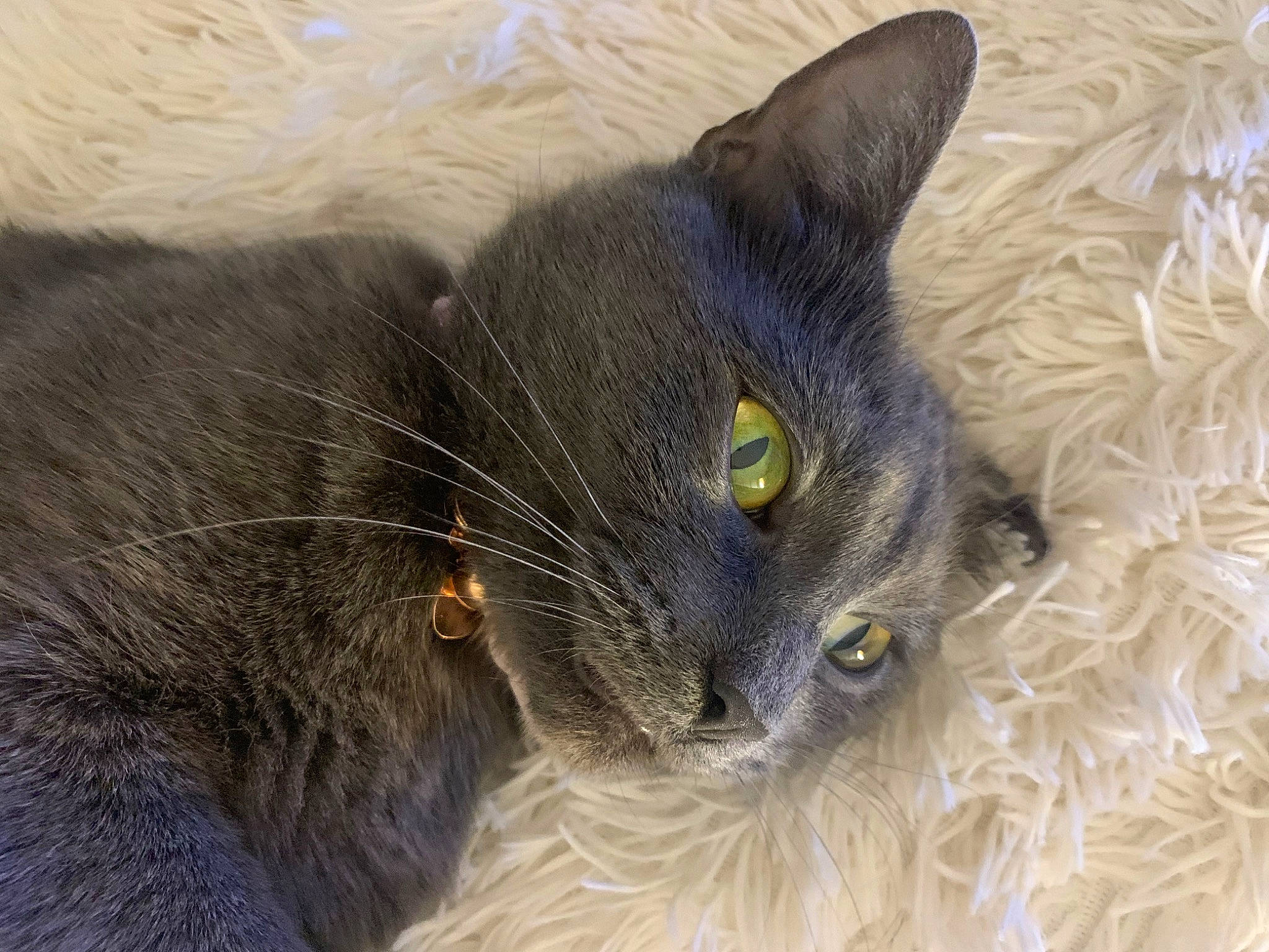 Minnie joined the competition — help win amazing prizes! black_cat, carnivore, cat, domestic_short_haired_cat, electric_blue, eye, felidae, fur, grey, havana_brown, russian_blue, small_to_medium_sized_cats, snout, terrestrial_animal, whiskers, window, working_animal