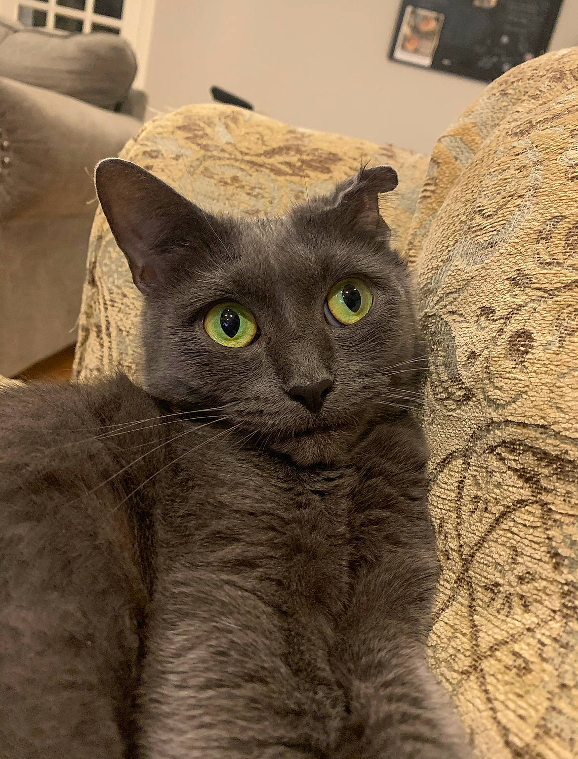 Minnie joined the competition — help win amazing prizes! carnivore, cat, domestic_short_haired_cat, felidae, fur, grey, picture_frame, russian_blue, small_to_medium_sized_cats, snout, tail, terrestrial_animal, whiskers, window