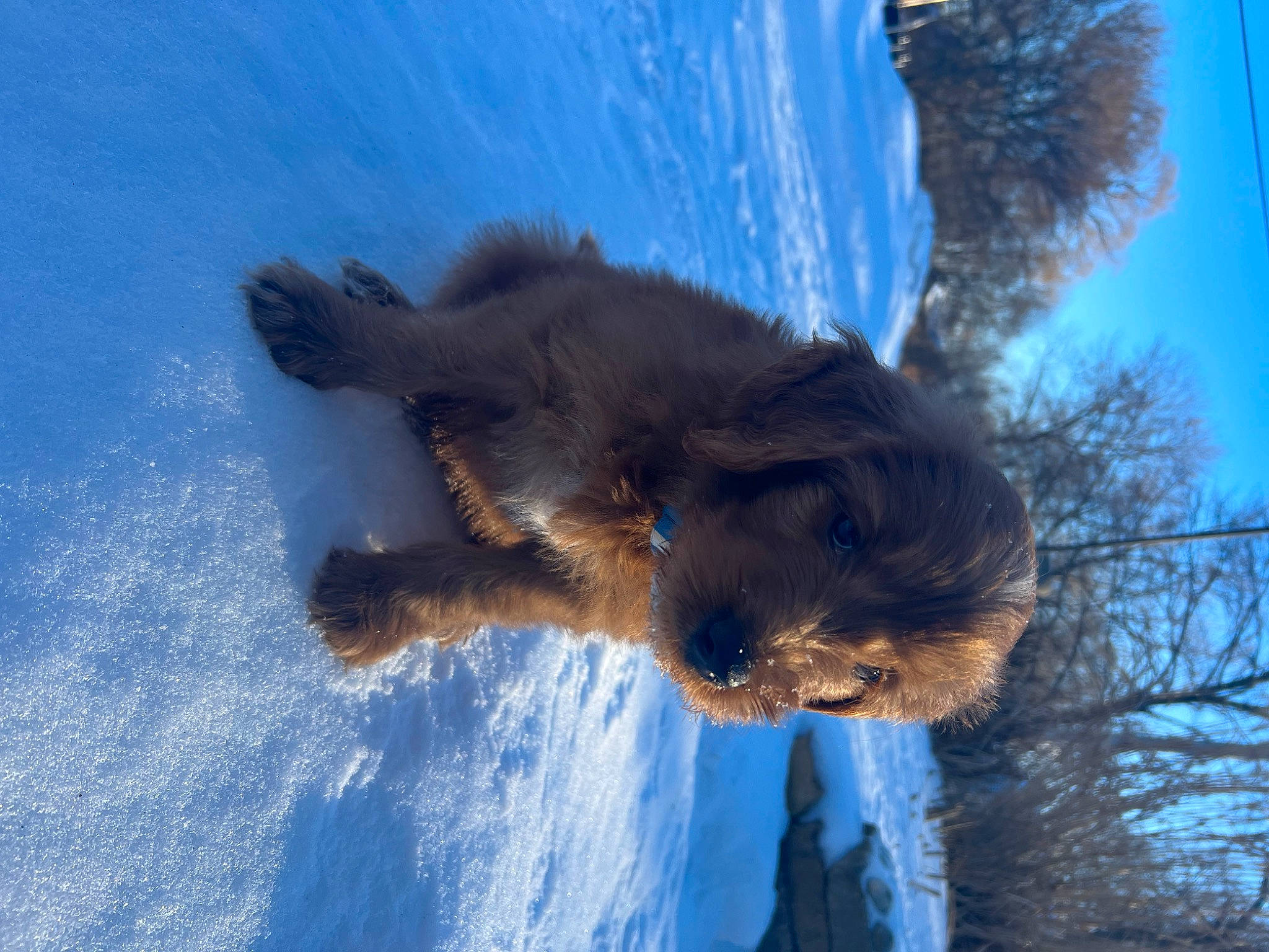 Finely joined the competition — help win amazing prizes! canidae, cloud, dog, dog_breed, fawn, freezing, fur, plant, sky, snout, snow, sporting_group, tail, tree, trunk, twig, water, wildlife, winter, wood