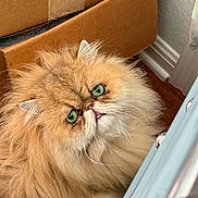 Sir Augustus joined the competition — help win amazing prizes! animal, cardboard_box, cat, close_up, curious, cute, domestic_cat, eye_contact, face, feline, fluffy, fur, green_eyes, indoor, long_hair, persian_cat, pet, relaxed, tongue_out, whiskers