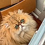 animal, cardboard_box, cat, close_up, curious, cute, domestic_cat, eye_contact, face, feline, fluffy, fur, green_eyes, indoor, long_hair, persian_cat, pet, relaxed, tongue_out, whiskers