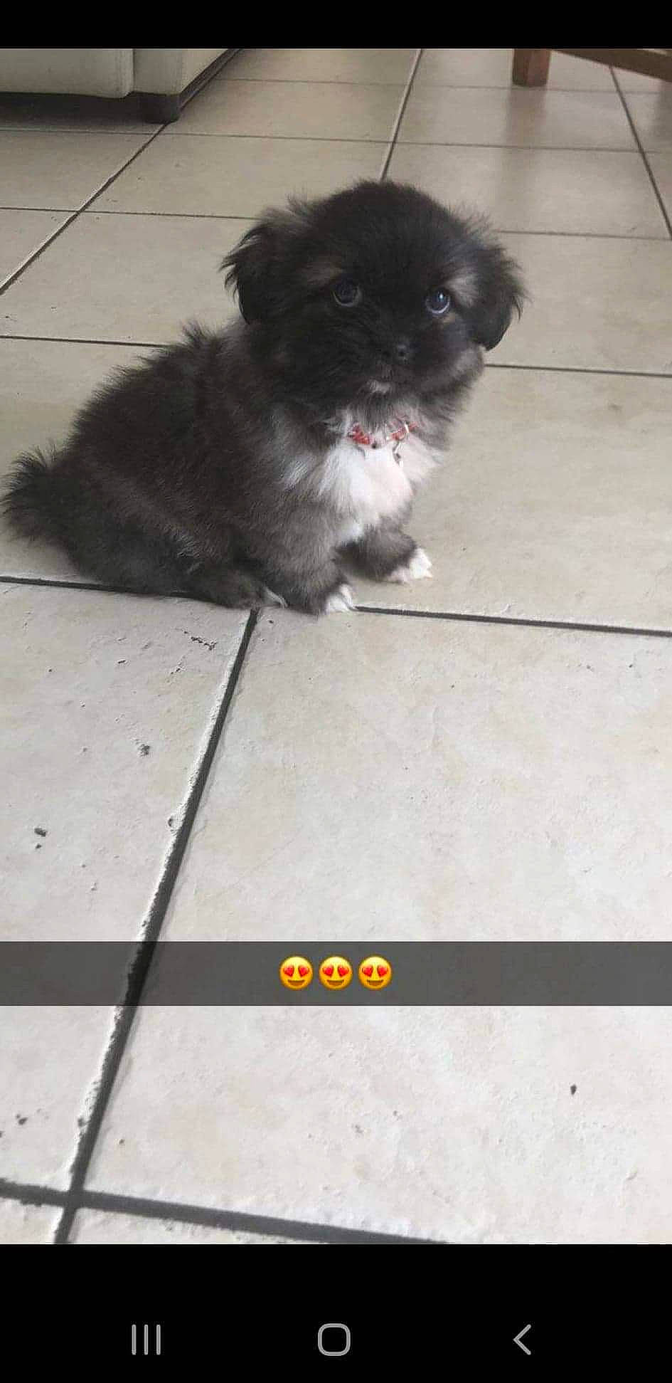 Ritchy a rejoint le concours — aidez-le/la à gagner de superbes lots ! canidae, carnivore, chinese_imperial_dog, companion_dog, dog, dog_breed, fawn, lhasa_apso, liver, mammal, non_sporting_group, pekingese, puppy, shih_tzu, sporting_group, tibetan_spaniel, toy_dog