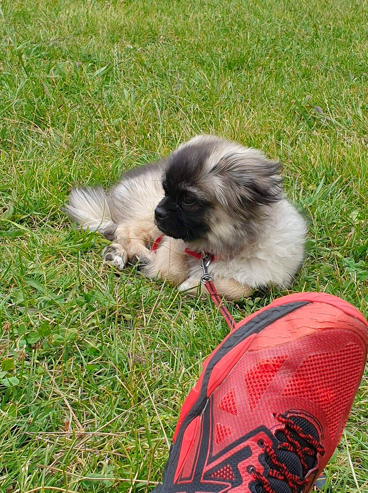 Ritchy participe au concours pour gagner de l'argent avec cette photo : canidae, carnivore, chinese_imperial_dog, companion_dog, dog, dog_breed, grass, havanese, japanese_chin, lhasa_apso, mammal, morkie, non_sporting_group, pekingese, pomeranian, puppy, shih_tzu, sporting_group, tibetan_spaniel, toy_dog