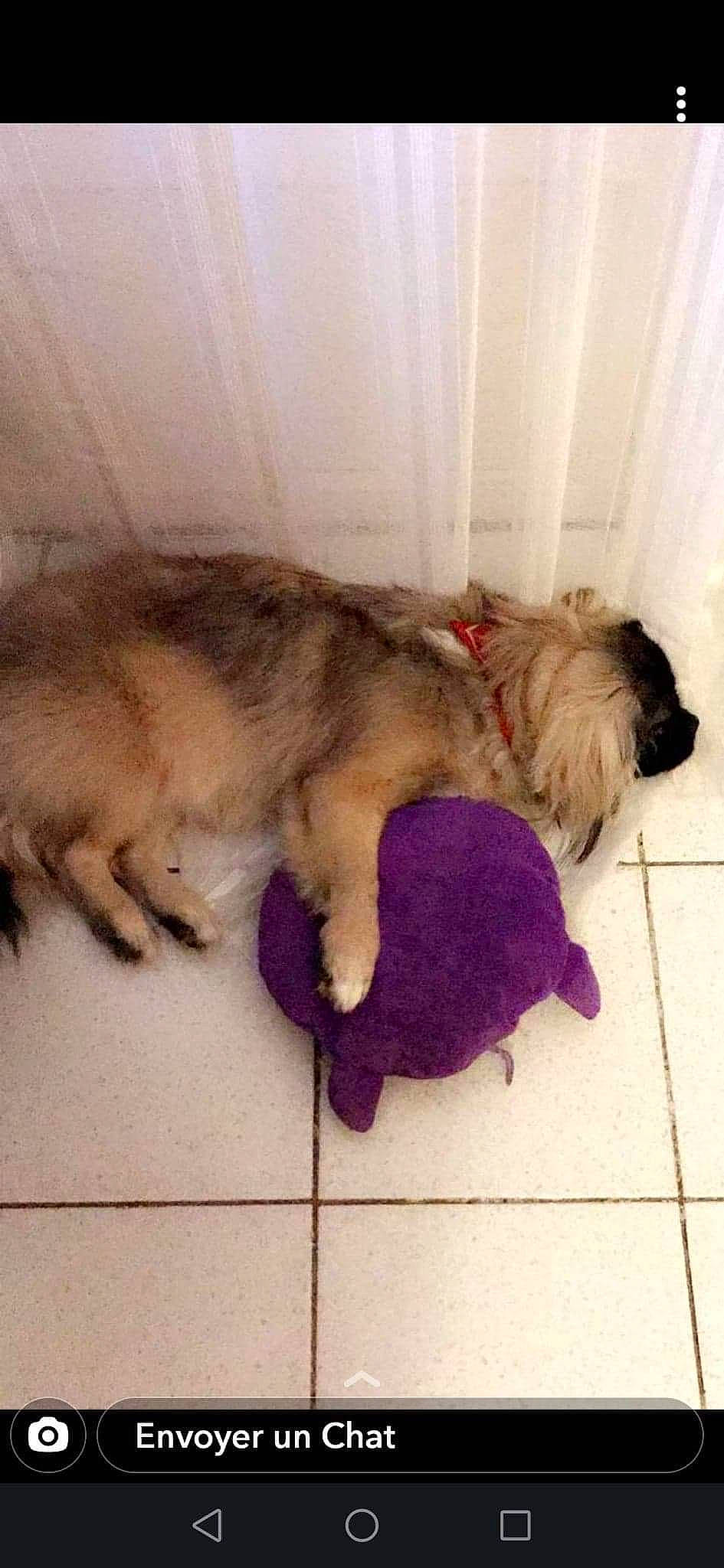 Ritchy participe au concours pour gagner de l'argent avec cette photo : canidae, carnivore, dog, dog_breed, fawn, leonberger, lhasa_apso, mammal, puppy, shih_tzu, tail, vertebrate