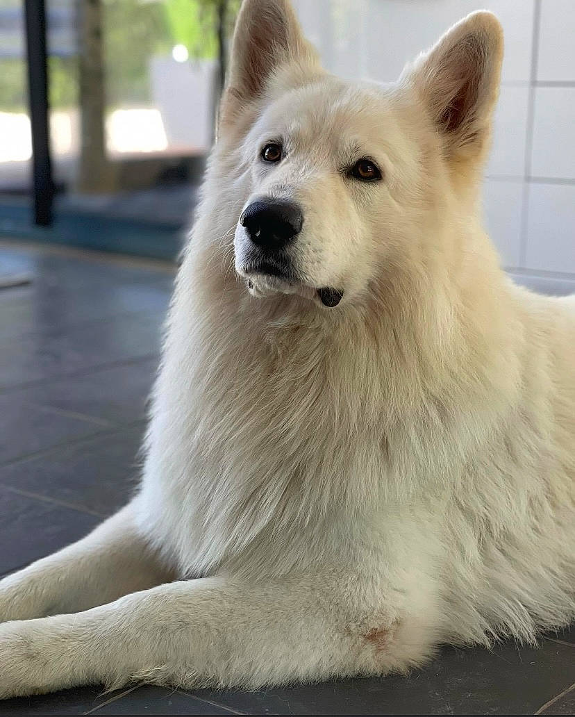 Orus a rejoint le concours — aidez-le/la à gagner de superbes lots ! ancient_dog_breeds, canidae, canis, carnivore, companion_dog, dog, dog_breed, fawn, fur, giant_dog_breed, non_sporting_group, spitz, sporting_group, terrestrial_animal, volpino_italiano, whiskers, wildlife, working_animal, working_dog