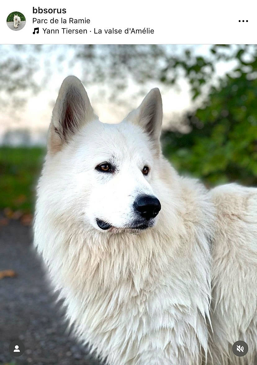 Orus participe au concours pour gagner de l'argent avec cette photo : ancient_dog_breeds, canidae, carnivore, companion_dog, dog, dog_breed, fur, japanese_spitz, non_sporting_group, plant, snout, spitz, sporting_group, terrestrial_animal, volpino_italiano, whiskers, wildlife, working_animal, working_dog