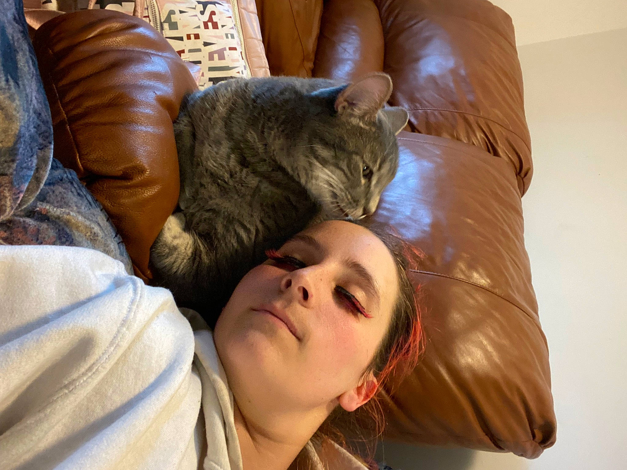 Smokey joined the competition — help win amazing prizes! carnivore, cat, comfort, couch, domestic_short_haired_cat, felidae, fur, happy, lap, linens, nap, room, sitting, sleep, small_to_medium_sized_cats, textile, whiskers, wood