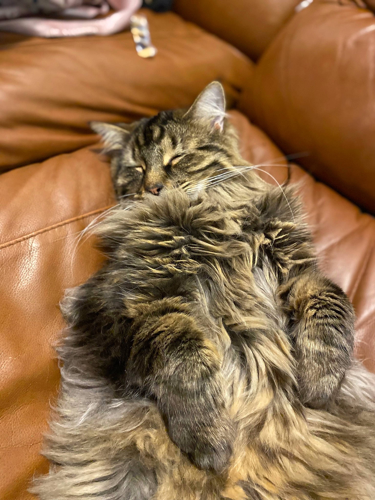 Mr Fluffy is registered to the contest to win money with this photo: carnivore, cat, claw, comfort, couch, domestic_short_haired_cat, felidae, fur, maine_coon, nail, paw, small_to_medium_sized_cats, tail, terrestrial_animal, tree, whiskers, wood