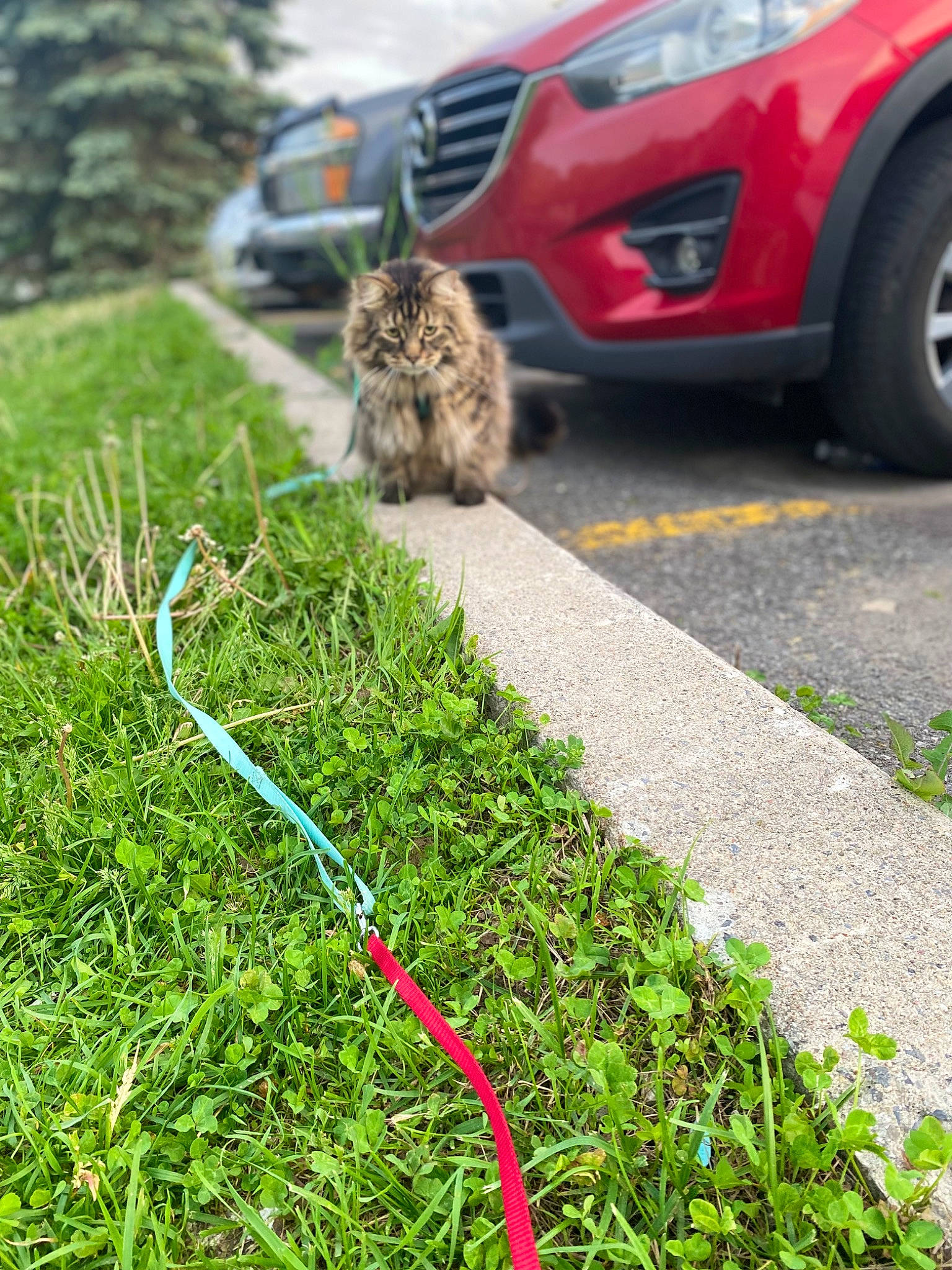 Mr Fluffy is registered to the contest to win money with this photo: asphalt, automotive_lighting, automotive_tire, car, grass, groundcover, hood, land_vehicle, lawn, motor_vehicle, plant, road, road_surface, rodent, sidewalk, tire, tree, vehicle, vehicle_door, wheel