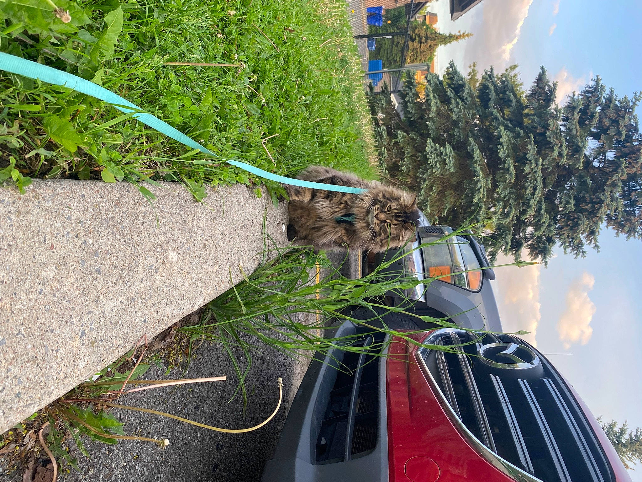 Mr Fluffy joined the competition — help win amazing prizes! automotive_design, automotive_exterior, automotive_lighting, automotive_tire, bumper, car, cloud, grille, groundcover, headlamp, hood, mode_of_transport, motor_vehicle, personal_luxury_car, plant, sky, tire, tree, vehicle, vehicle_door