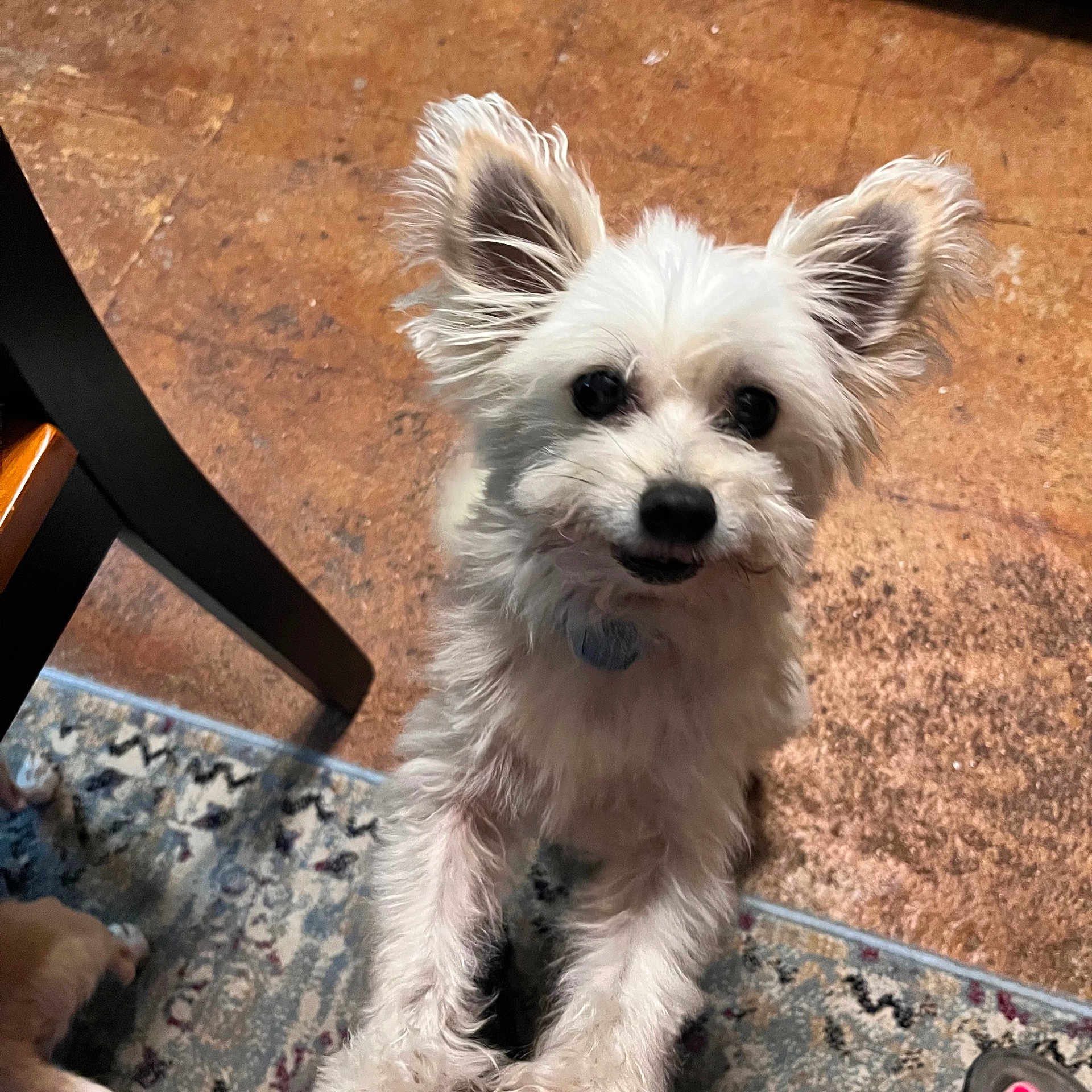 Coco