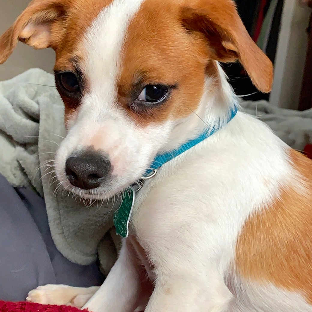 Oly is registered to the contest to win money with this photo: canidae, carnivore, companion_dog, danish_swedish_farmdog, dog, dog_breed, feist, irishjacks, jack_russell_terrier, kromfohrlander, mammal, miniature_fox_terrier, parson_russell_terrier, rat_terrier, russell_terrier, snout, sporting_group, tenterfield_terrier, treeing_feist, vertebrate