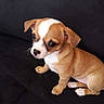 puppy, dog, brown, white, small, cute, pet, animal, sitting, black_background, indoor, young, fur, ears, nose, eyes, adorable, companion, domestic, cute_pet