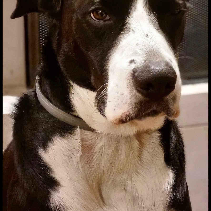Cabotine a rejoint le concours — aidez-le/la à gagner de superbes lots ! animal, black_and_white, canine, chest, closeup, collar, dog, domestic_animal, ears, friendly, fur, house_pet, indoor, looking_away, mammal, nose, pet, portrait, sitting, whiskers