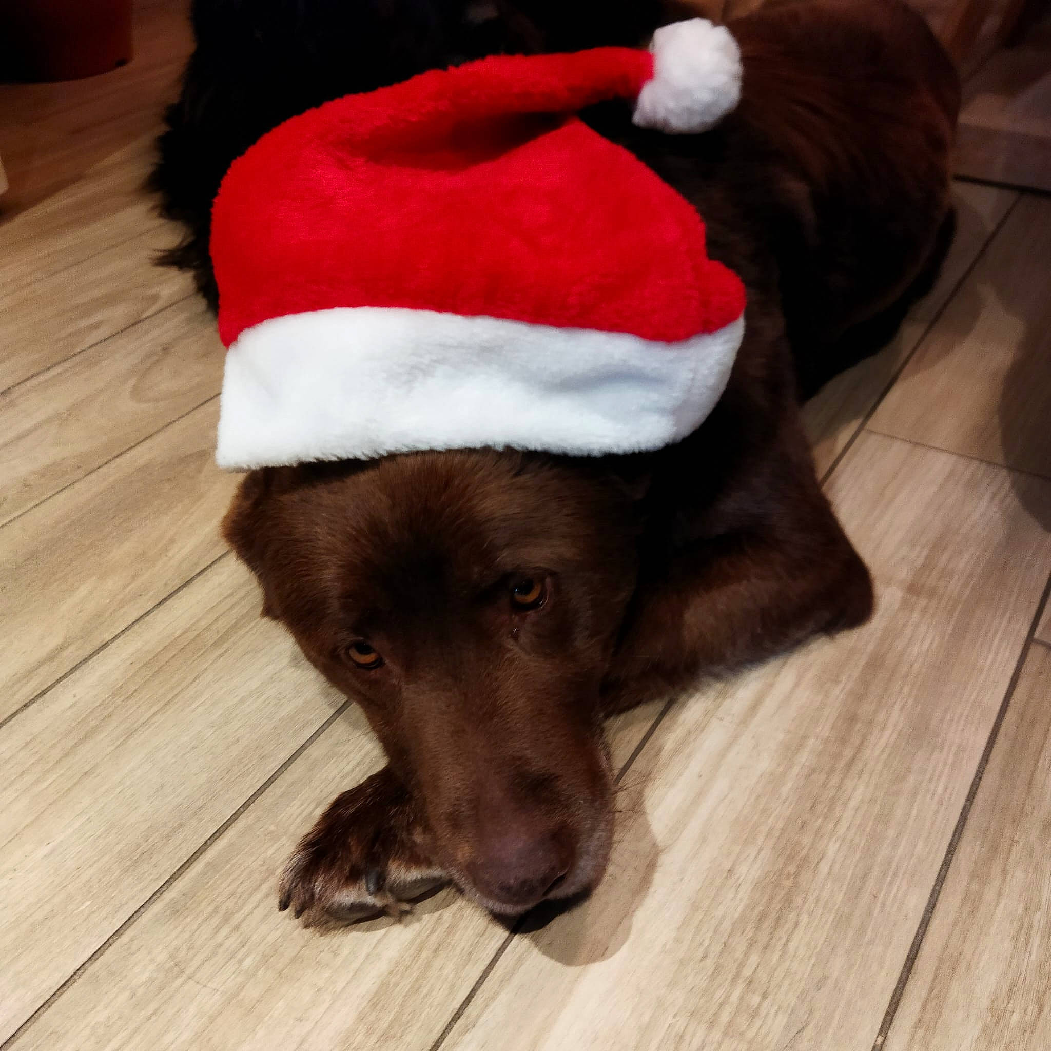 Lyrca participe au concours pour gagner de l'argent avec cette photo : canidae, cap, carnivore, companion_dog, costume_hat, dog, dog_breed, dog_supply, fashion_accessory, fawn, flooring, hardwood, hat, liver, plank, snout, tail, wood, wood_stain, working_animal